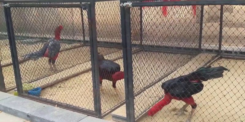 Chế độ tập luyện đúng chuẩn theo cách nuôi gà đá