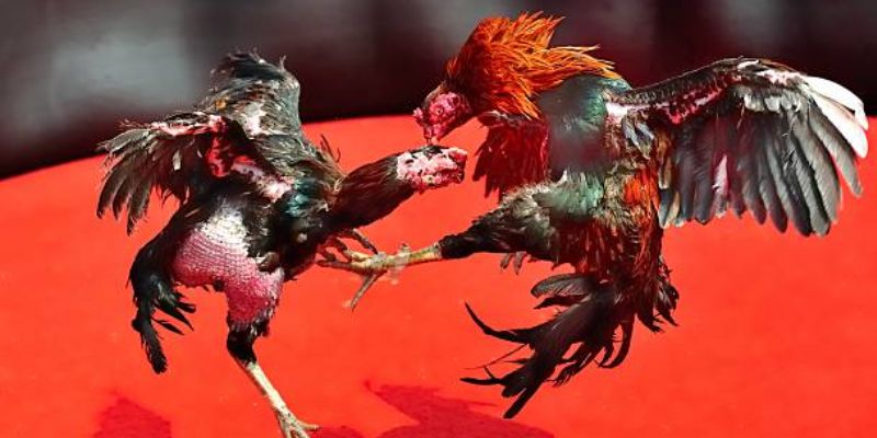 Giới thiệu về Đá gà trực tiếp tại BJ88