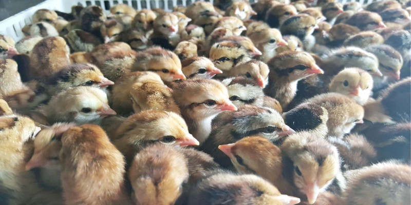 Kỹ thuật chọn con giống trong quá trình nuôi gà đá
