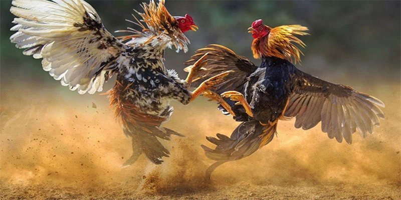 Khái niệm màu mạng gà đá